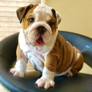 english bulldogs for sale